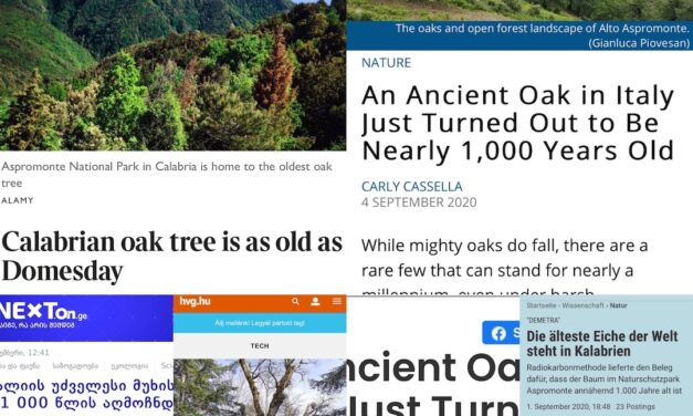La Quercia più antica del mondo in Aspromonte: si chiama Demetra e ha 934 anni